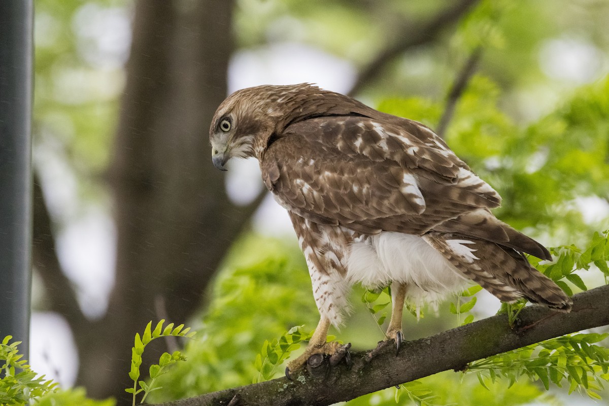Red-tailed Hawk - ML619119699