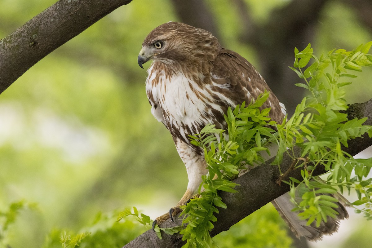 Red-tailed Hawk - ML619119700