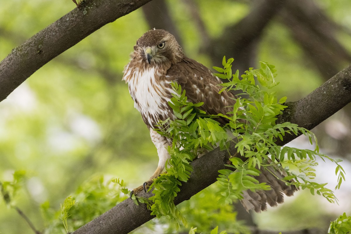 Red-tailed Hawk - ML619119701