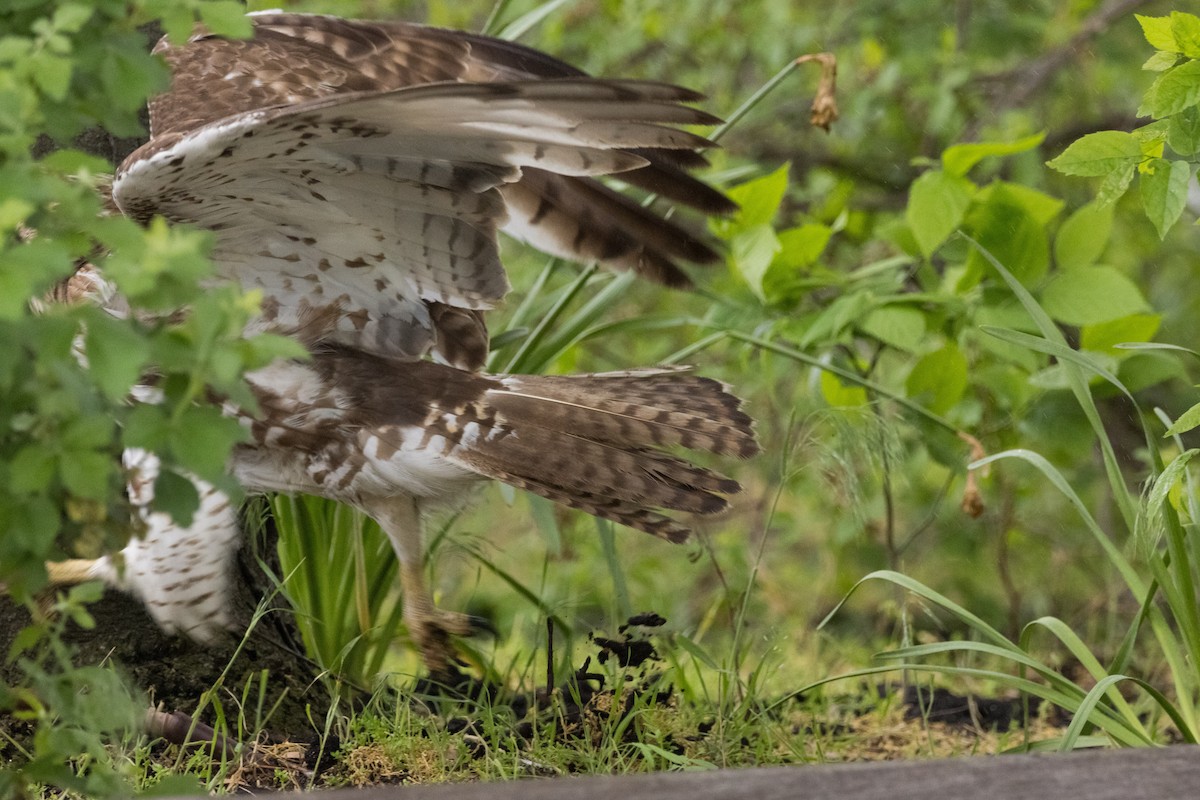 Red-tailed Hawk - ML619119703