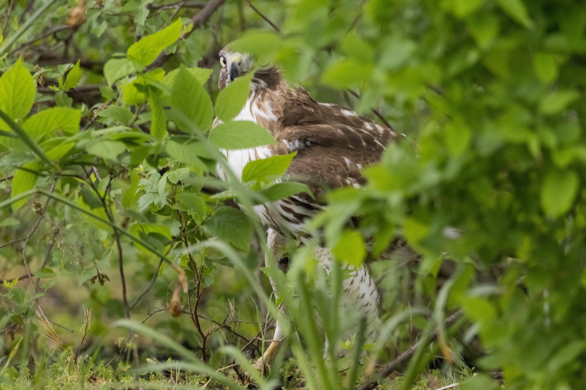 Red-tailed Hawk - ML619119706