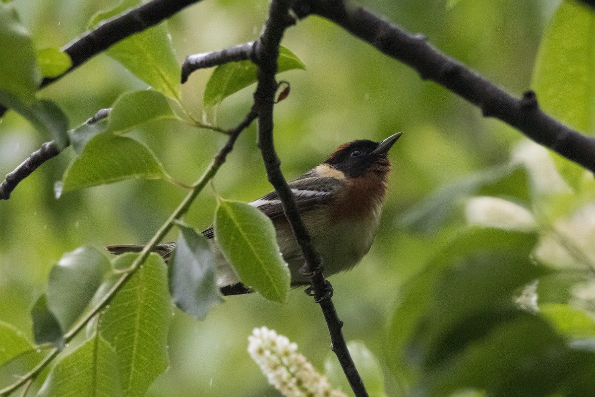 Bay-breasted Warbler - ML619119720