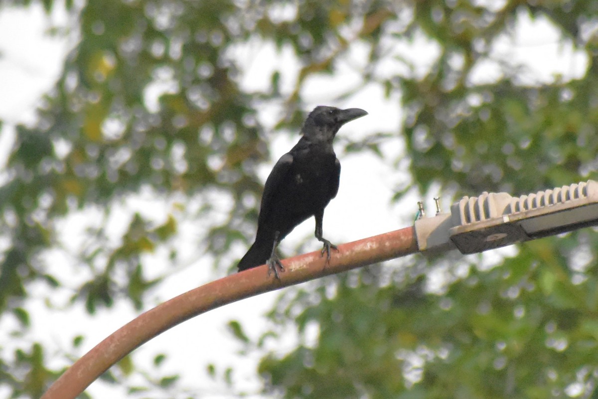 Large-billed Crow (Large-billed) - ML619119735