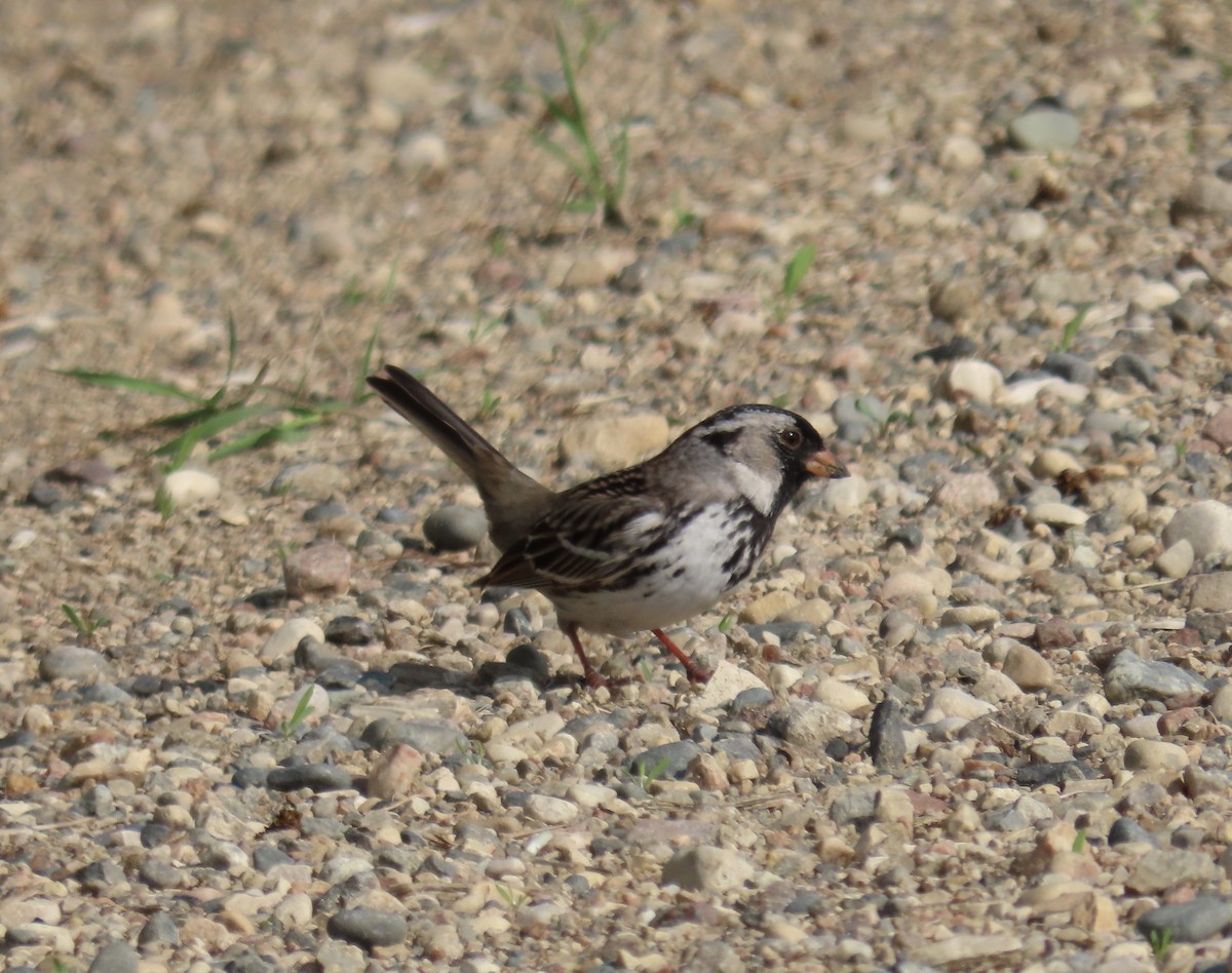 Harris's Sparrow - ML619119749