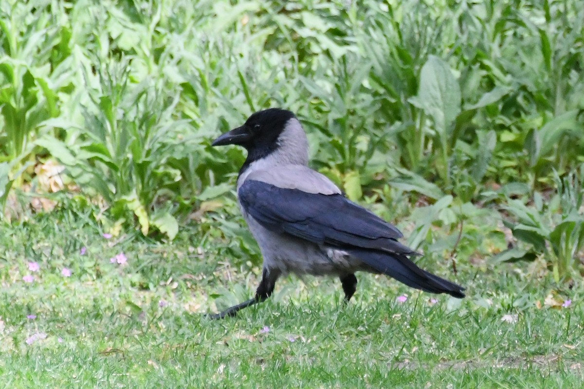Hooded Crow (Hooded) - ML619119804