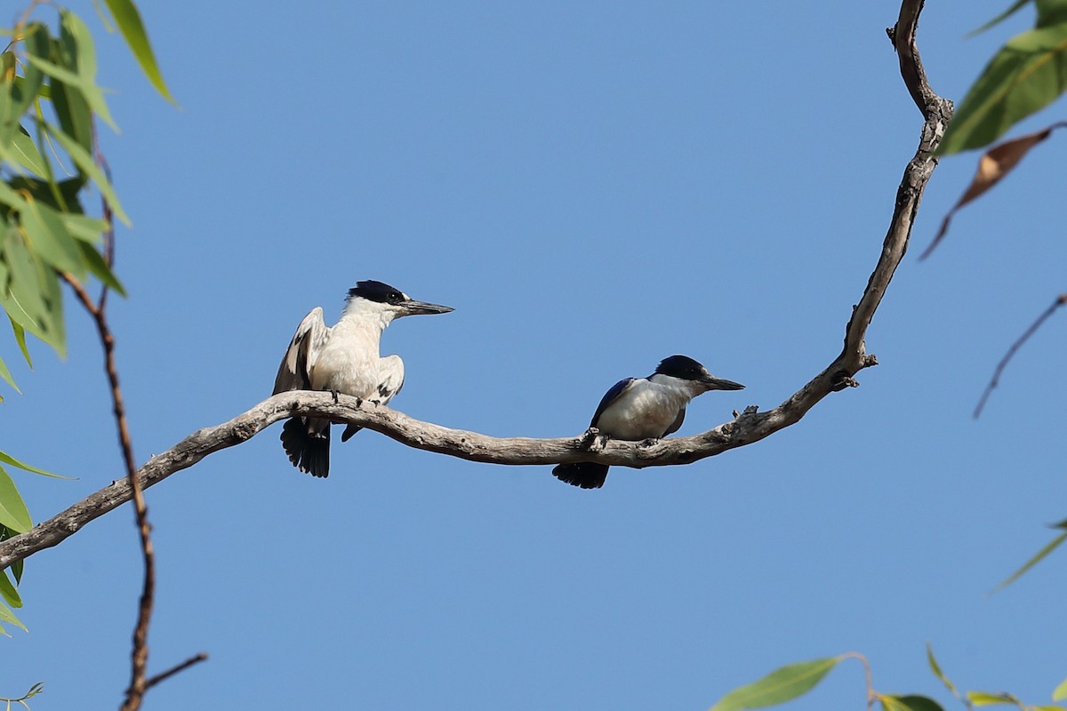 Forest Kingfisher - ML619119885