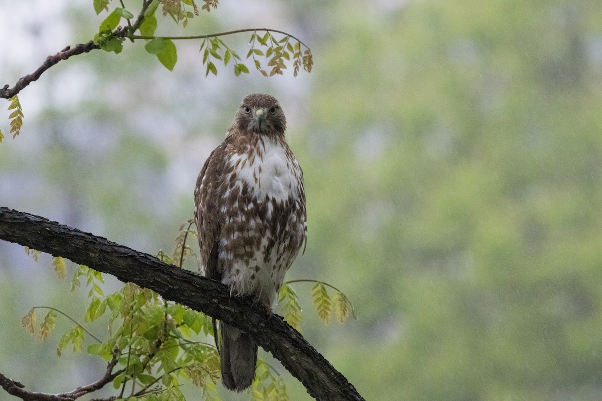 Red-tailed Hawk - ML619119887