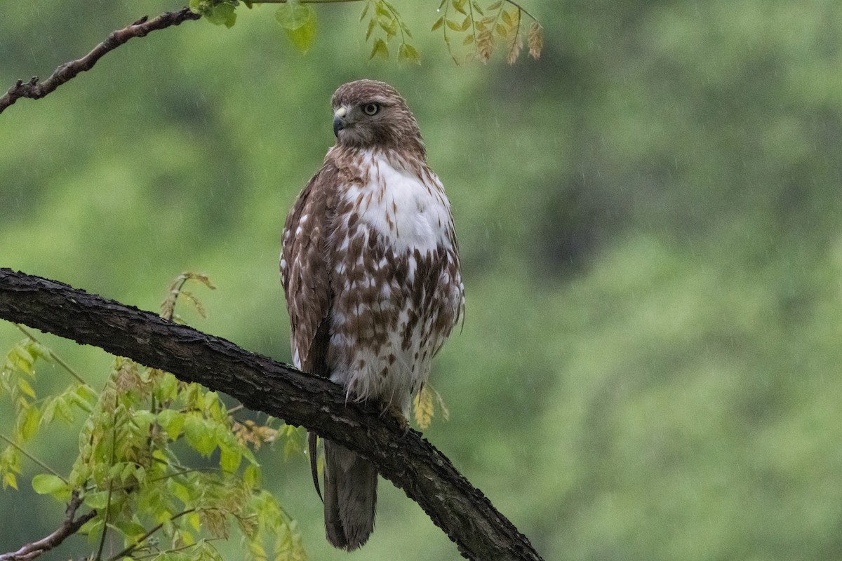 Red-tailed Hawk - ML619119888