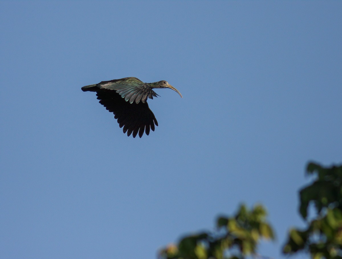 ibis zelený - ML619119940
