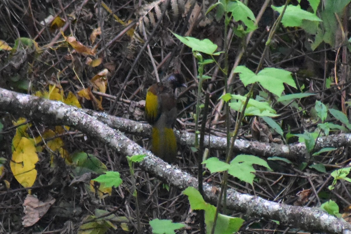 Chestnut-crowned Laughingthrush - ML619119941