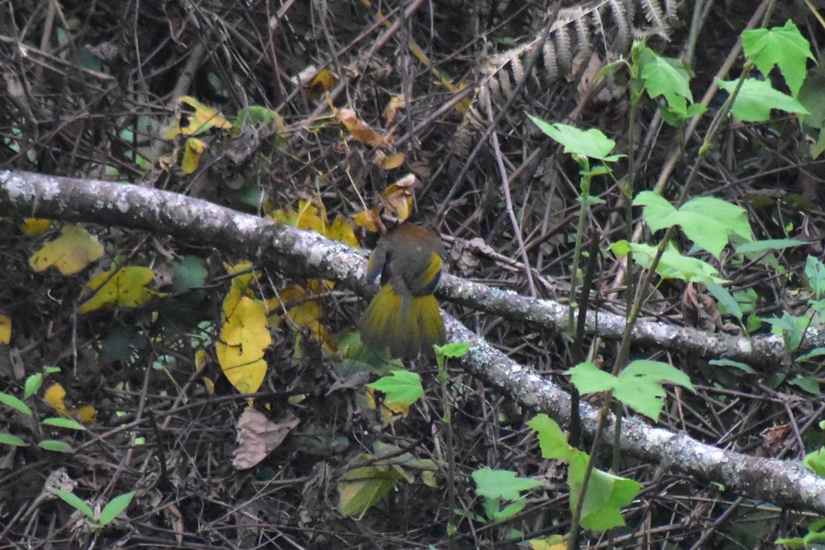 Chestnut-crowned Laughingthrush - ML619119943