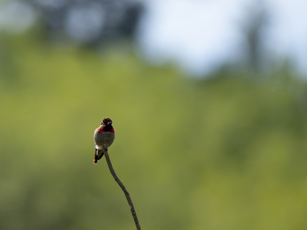 Anna's Hummingbird - ML619120019