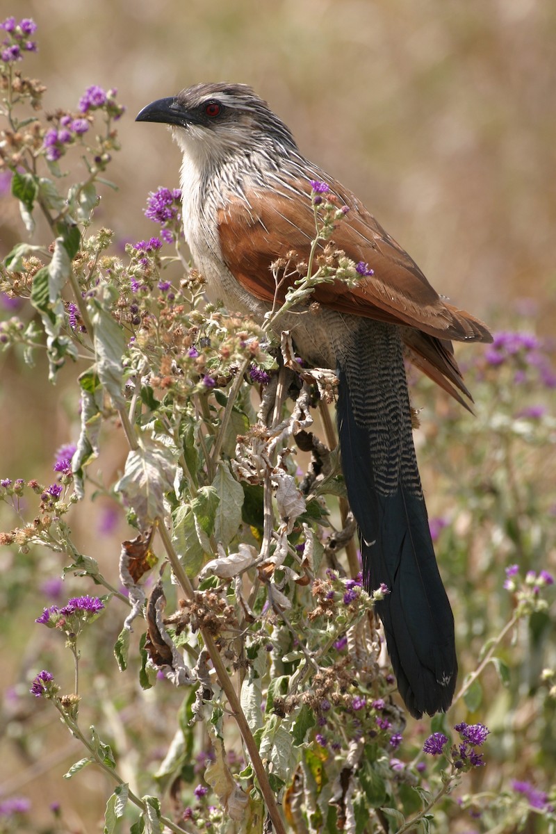 White-browed Coucal - ML619120110