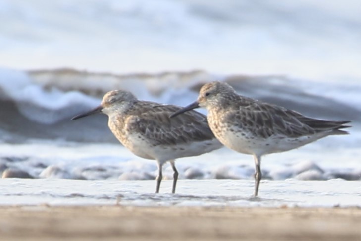 Great Knot - ML619120119