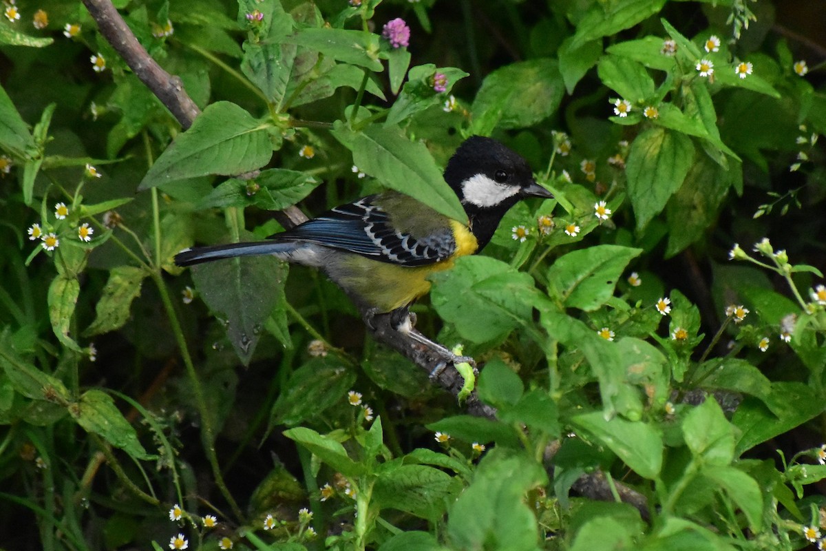Green-backed Tit - ML619120156
