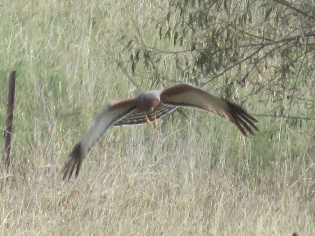Spotted Harrier - ML619120158