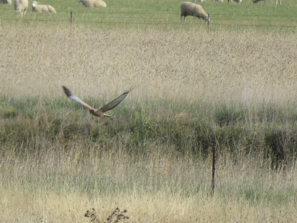 Spotted Harrier - ML619120159