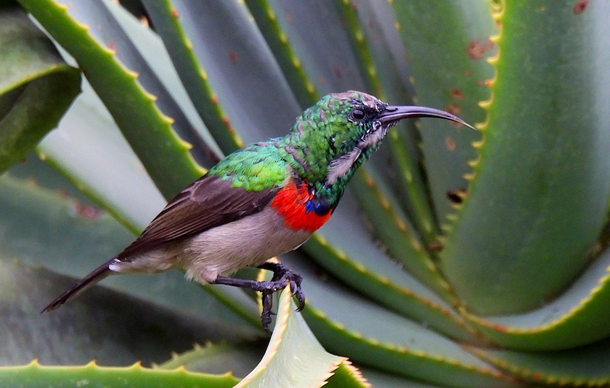 Southern Double-collared Sunbird - ML619120171
