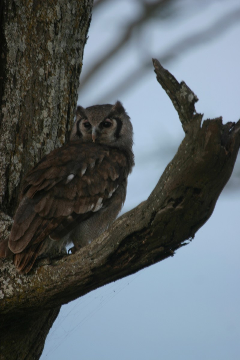 Verreaux's Eagle-Owl - ML619120215