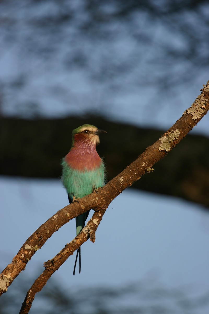 Lilac-breasted Roller - ML619120217