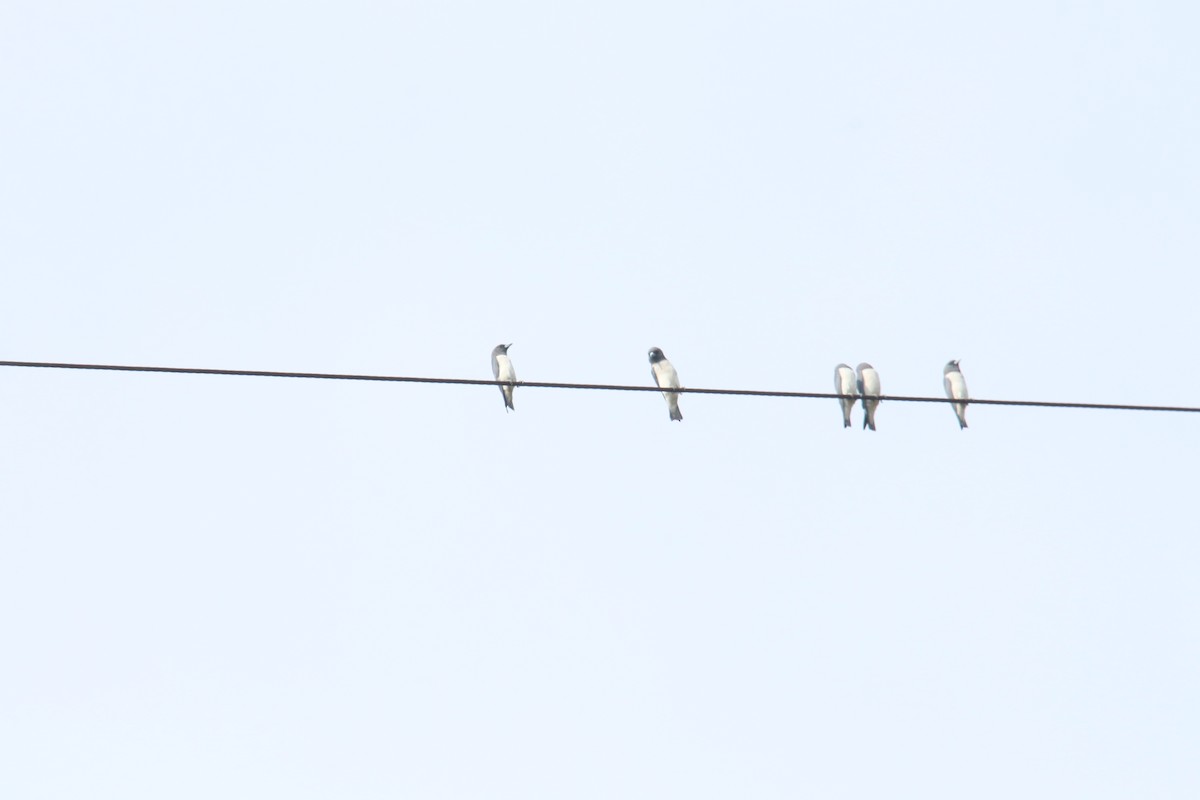 White-breasted Woodswallow - ML619120285