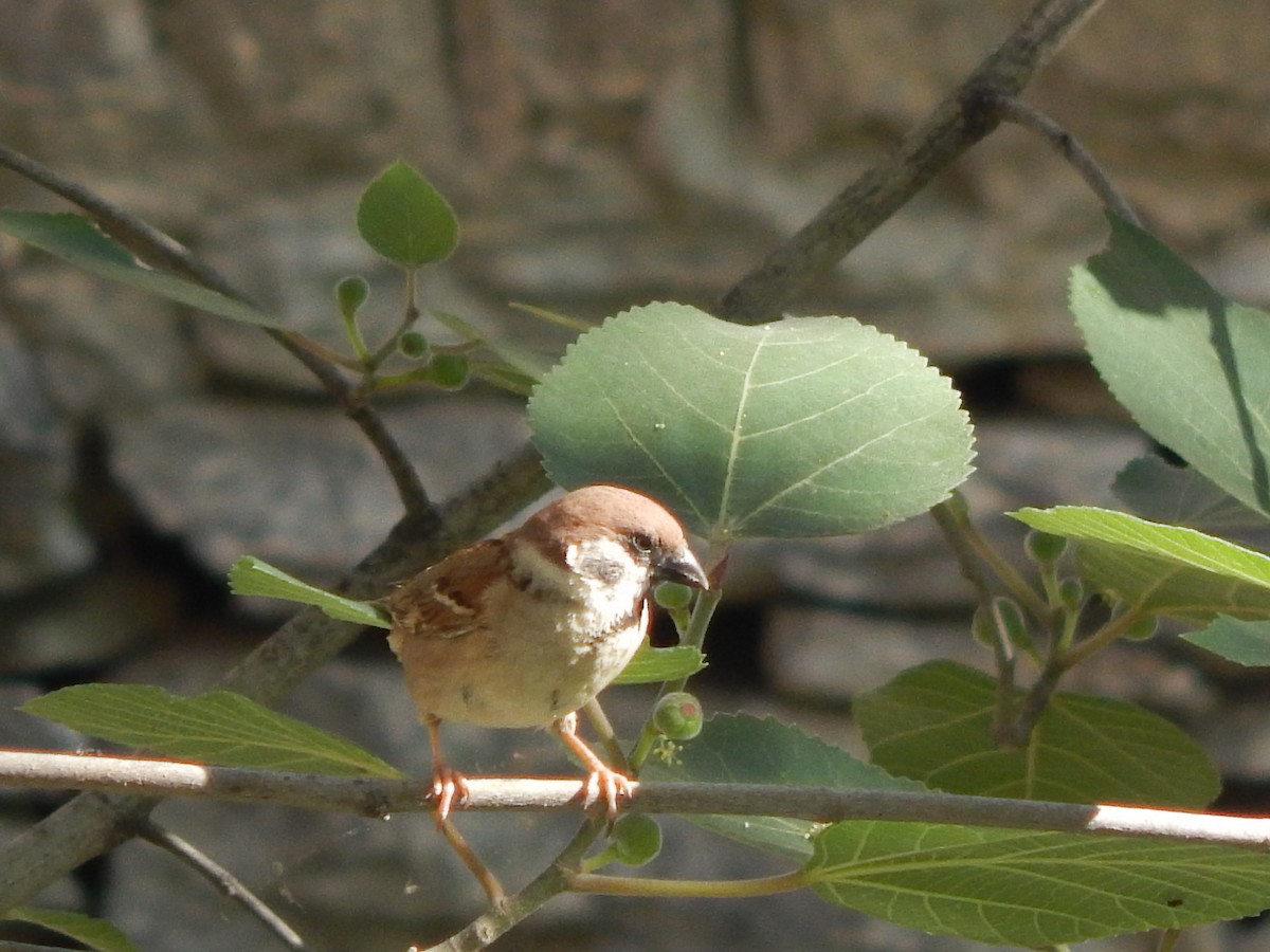 Eurasian Tree Sparrow - ML619120290
