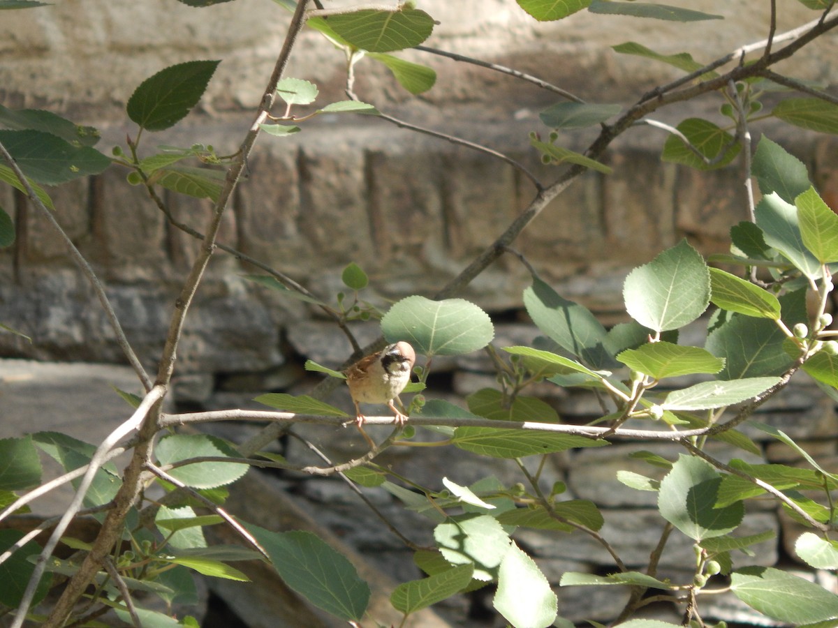 Eurasian Tree Sparrow - ML619120291