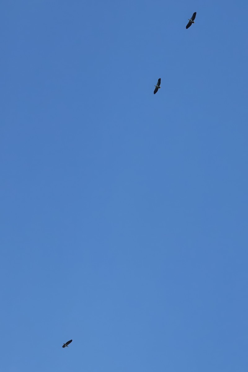 Белобрюхий орлан - ML619120321