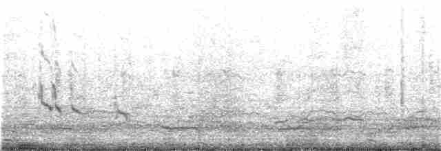 Agujeta Gris (griseus) - ML61912041