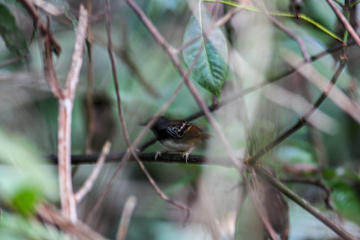 Chestnut-tailed Antbird - ML619120440