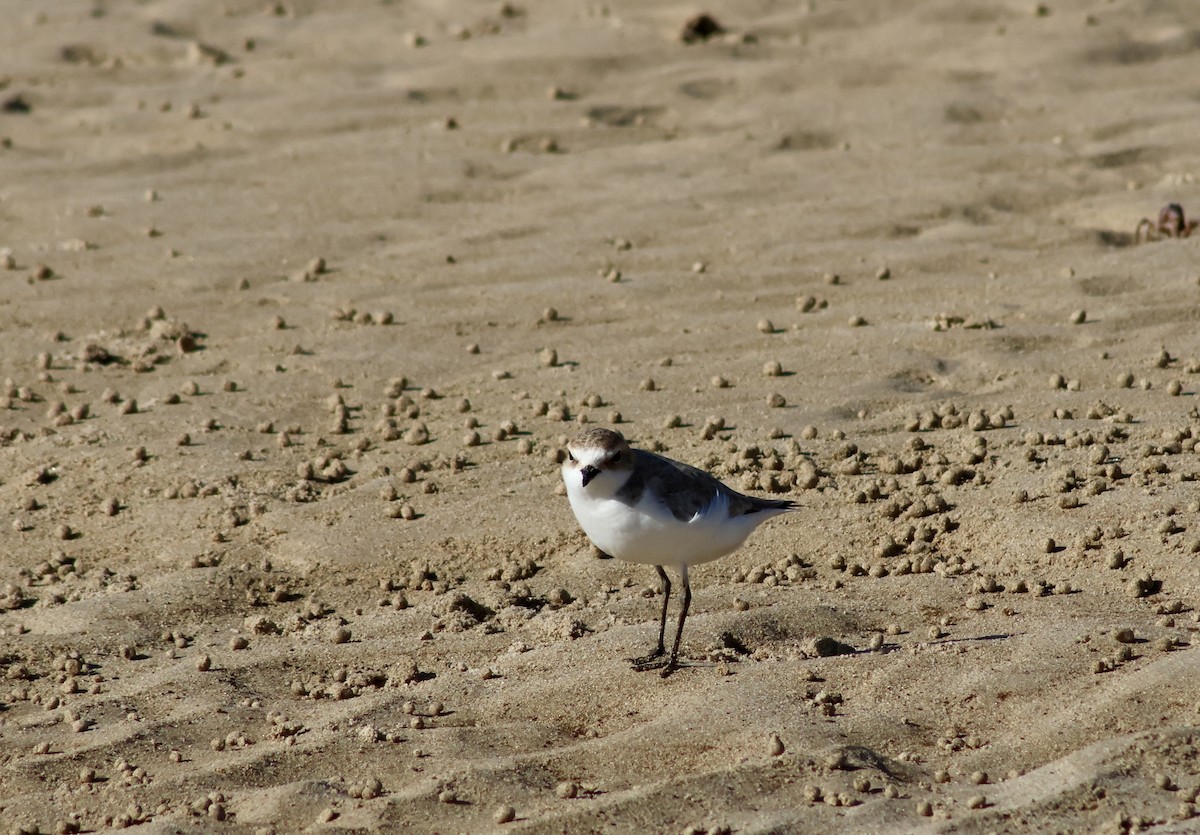 Double-banded Plover - ML619120452