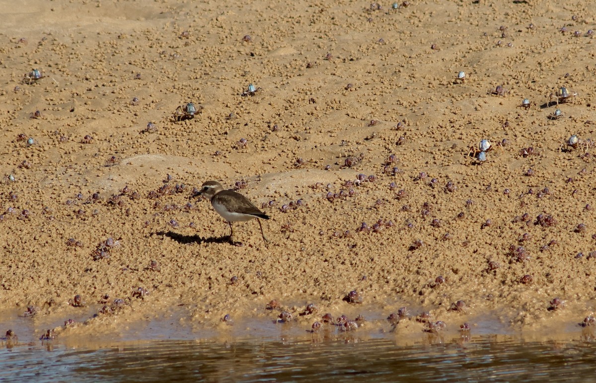 Double-banded Plover - ML619120453
