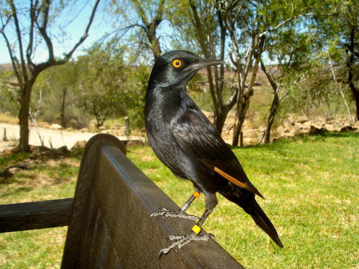 Pale-winged Starling - ML619120466
