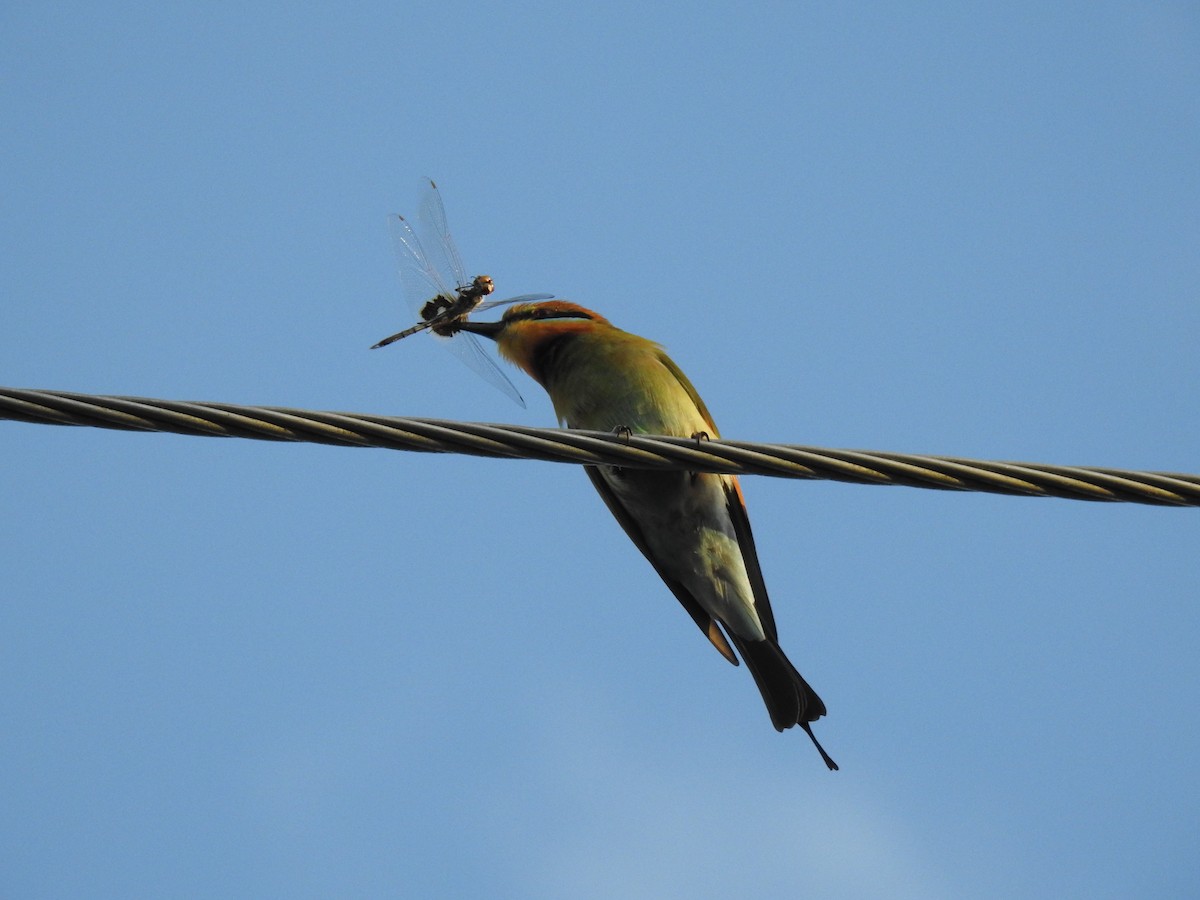 Rainbow Bee-eater - ML619120481
