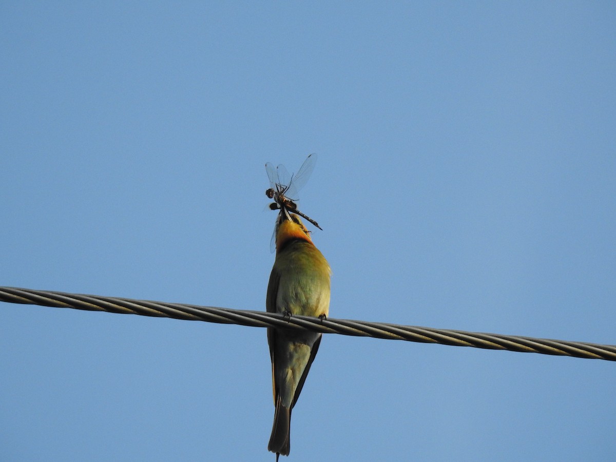 Rainbow Bee-eater - ML619120486