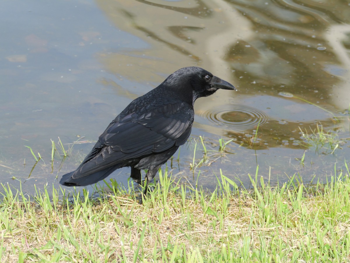 Corvus sp. (crow sp.) - ML619120489