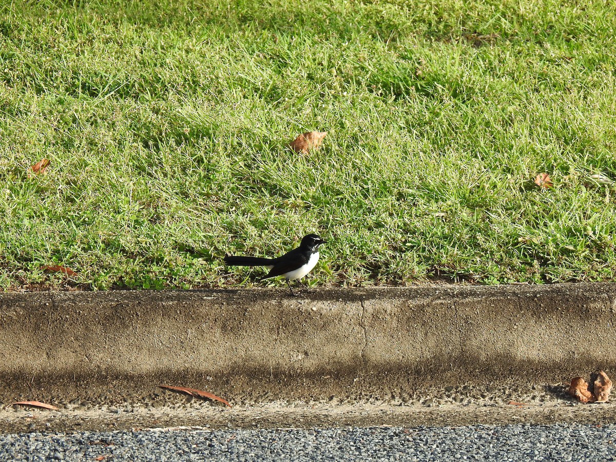 Willie-wagtail - ML619120532