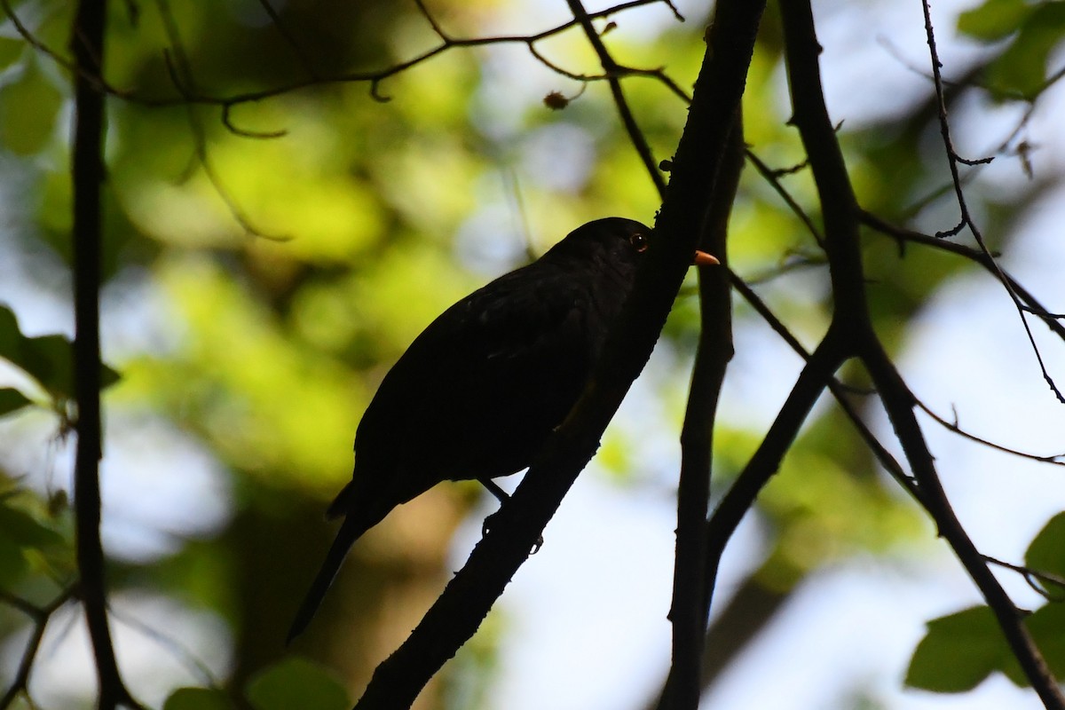 Eurasian Blackbird - ML619120537