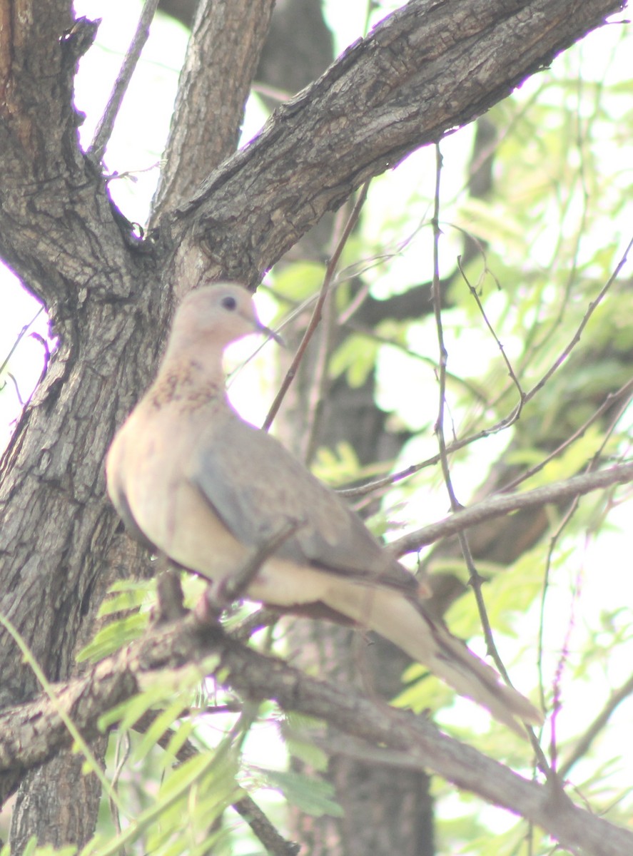 Laughing Dove - ML619120557