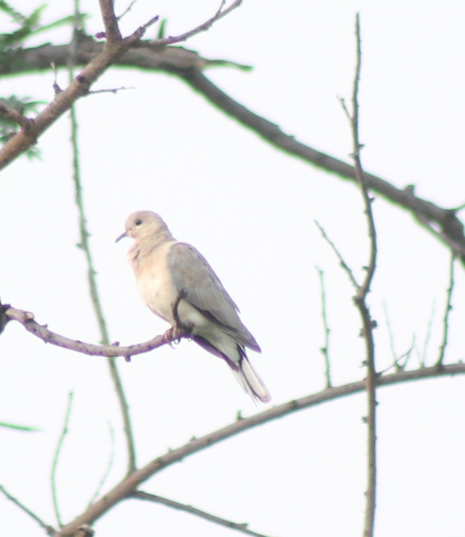 Laughing Dove - ML619120558