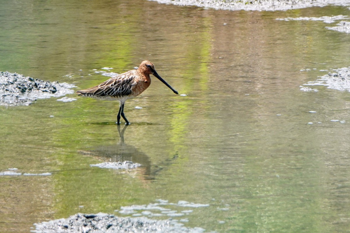 Asian Dowitcher - ML619120559