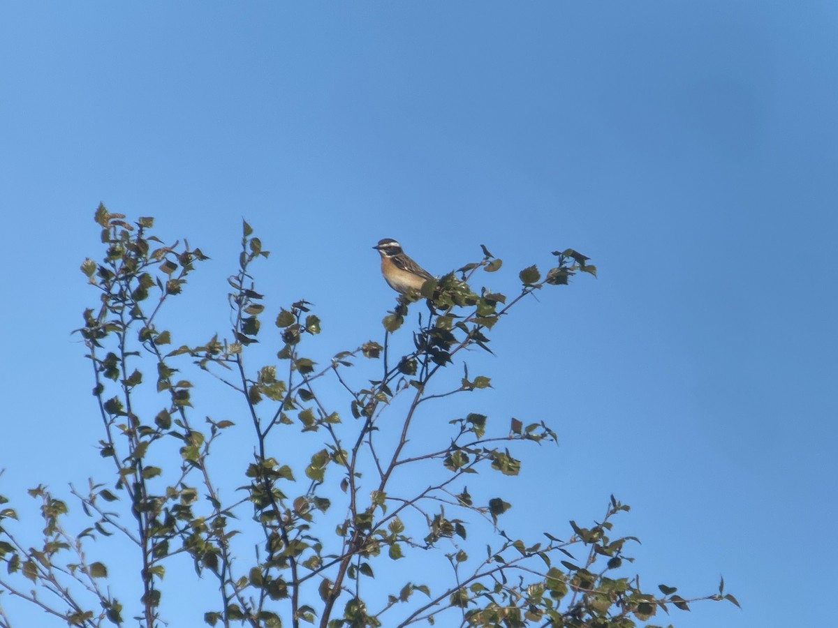Whinchat - ML619120562