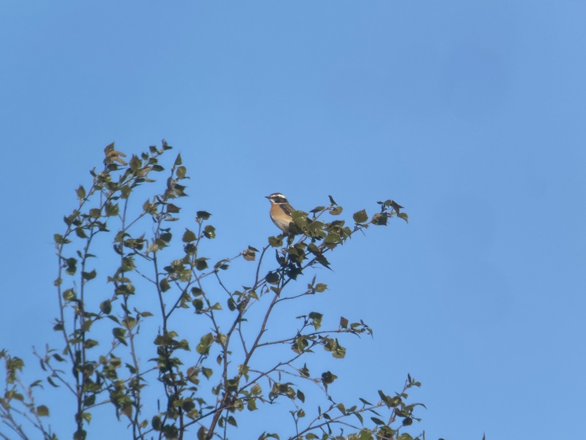 Whinchat - ML619120563