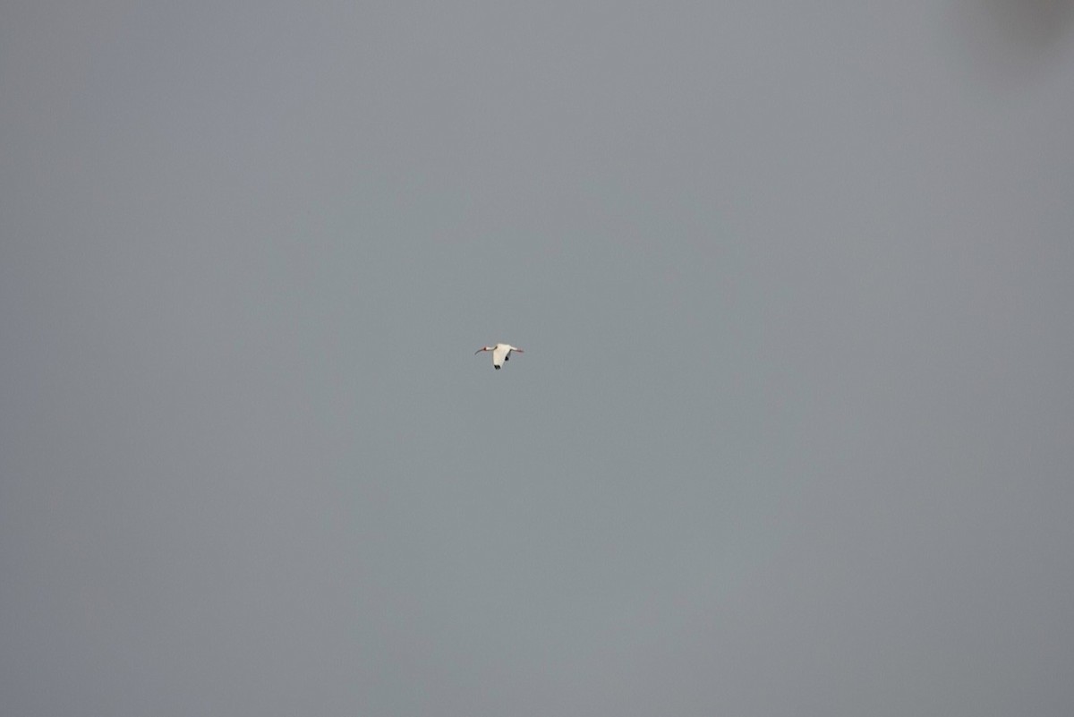 Ibis blanc - ML619120576