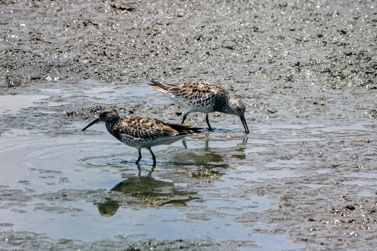 Great Knot - ML619120582