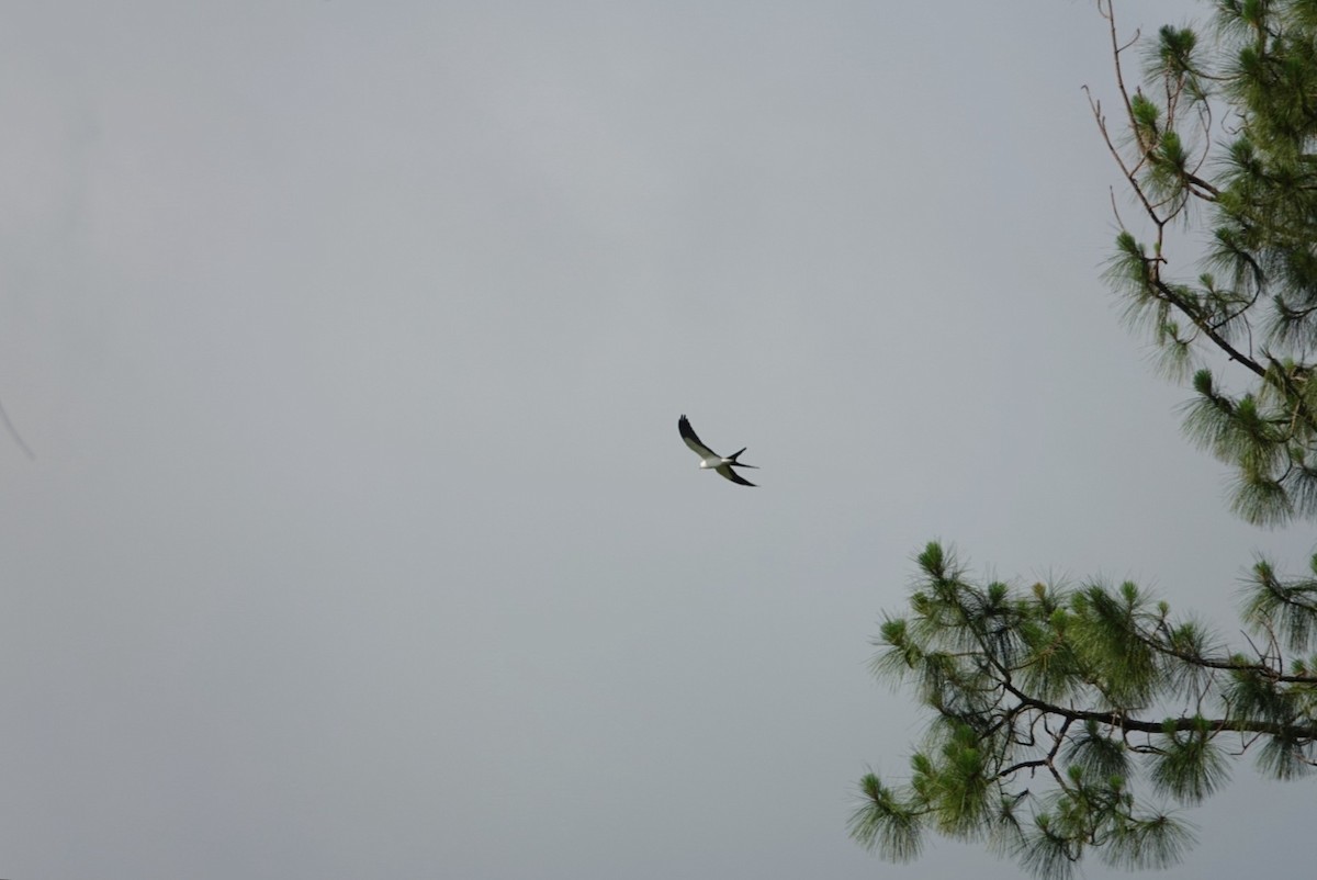 Swallow-tailed Kite - ML619120595