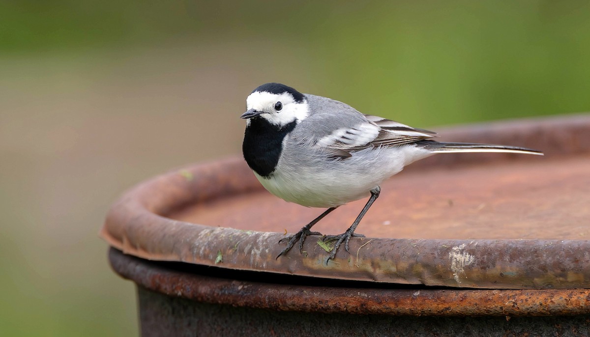 White Wagtail (White-faced) - ML619120642