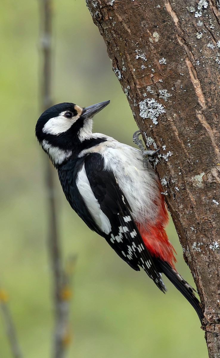Great Spotted Woodpecker (Great Spotted) - ML619120650
