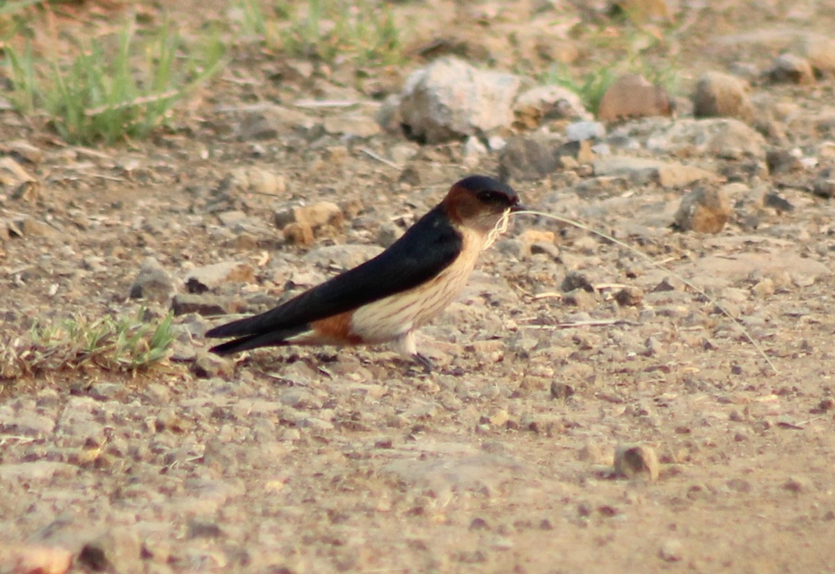 Red-rumped Swallow - ML619120701