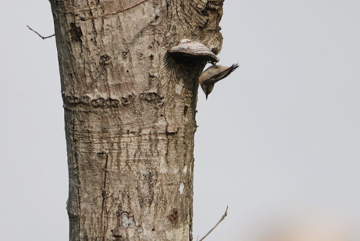 Brown-headed Nuthatch - ML619120702
